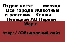 Отдаю котят. 1,5 месяца - Все города Животные и растения » Кошки   . Ненецкий АО,Нарьян-Мар г.